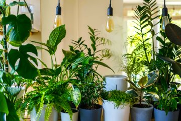 Комнатные растения. Фото: YouTube