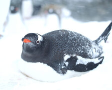 Пінгвін. Фото: facebook.com/AntarcticCenter