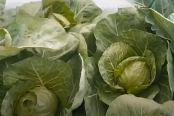 Выращивание капусты, фото: youtube.com