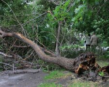 Они состарились: в Киеве объяснили, почему деревья валятся на головы людям