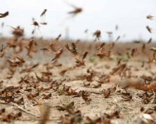 Саранча, мутанти, Турція. Фото: Telegram