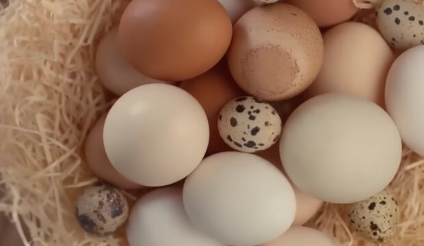 Курячі яйця. Фото: YouTube