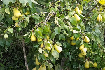 Груша. Фото: youtube.com