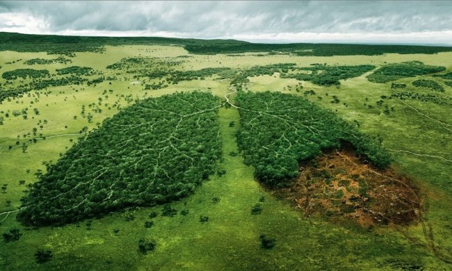 Деревья - источник кислорода