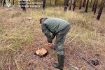 незаконна вирубка дерев