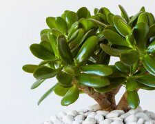Комнатное растение. Фото: YouTube