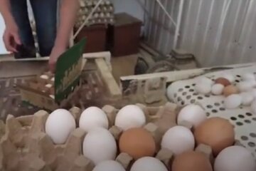 Яйця на продаж, фото: youtube.com