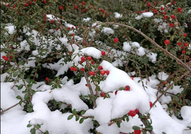 Погода, весна, снег в апреле. Фото: Стена