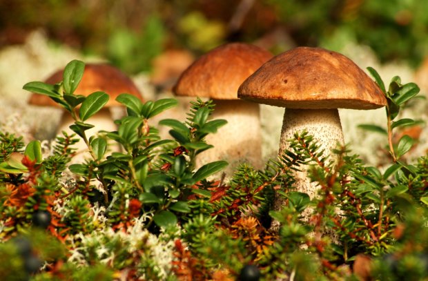 Как не отравиться: специалисты назвали правильные способы сбора и готовки грибов