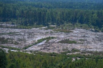 Вырубка лесов в Украине. Фото: скриншот YouTube