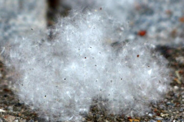 Тополиный пух: как пережить эту заразу. Несколько важных советов