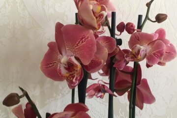 Орхідея. Фото: YouTube