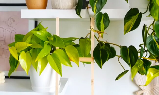 Кімнатні рослини. Фото: YouTube