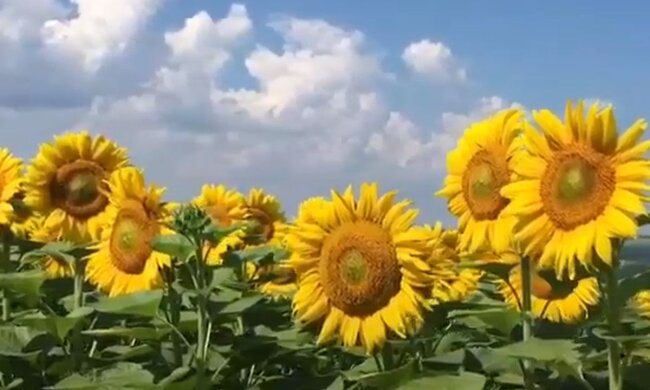 Подсолнухи. Фото: скриншот YouTube-видео