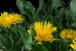 Одуванчики. Фото: YouTube