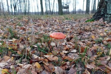 Дожди, но до +20: синоптик Диденко предупредила о погоде на понедельник - где самая плохая