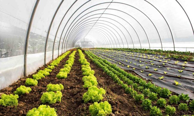 Аграрии, теплица, фермеры, бизнес. Фото: Telegram