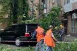 Берегите автомобили и головы: в Киеве опять падают деревья, подробности