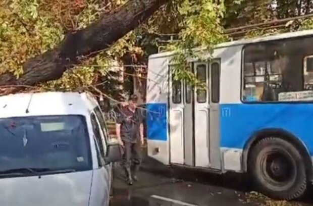 Троллейбус и автомобиль, пострадавшие в результате падения каштана. Фото: скриншот YouTube