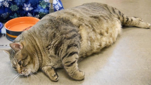 Кот, который развеселил интернет: не желая худеть, притворяется мертвым. Забавное видео