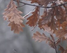 Листья. Фото: скриншот YouTube-видео