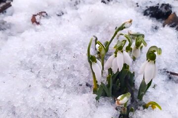 Проліски. Фото: YouTube