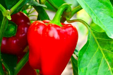 Перец. Фото: YouTube