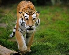 В России тигр убежал от хозяина и прогулялся про проезжей части: опубликовано невероятное видео