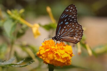 Природа. Фото: YouTube, скрин