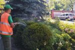 В Киеве в жару поливают клумбы: стало известно, кто за это платит