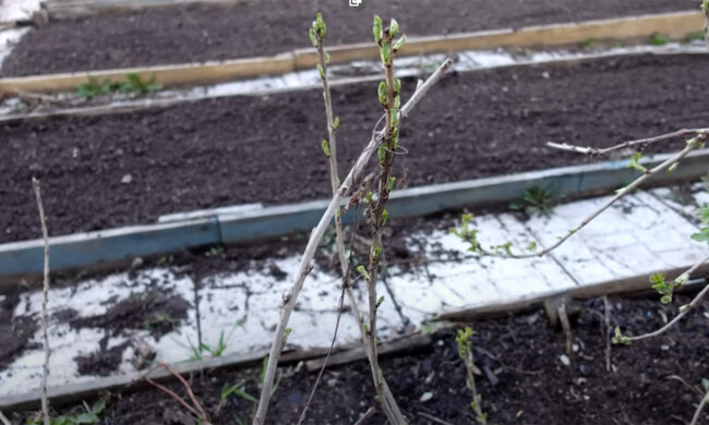 Город. Весна. Фото: youtube.com