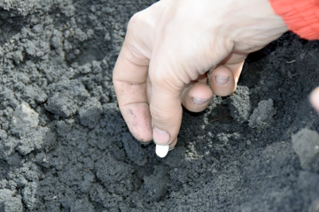 Огород. Фото: YouTube