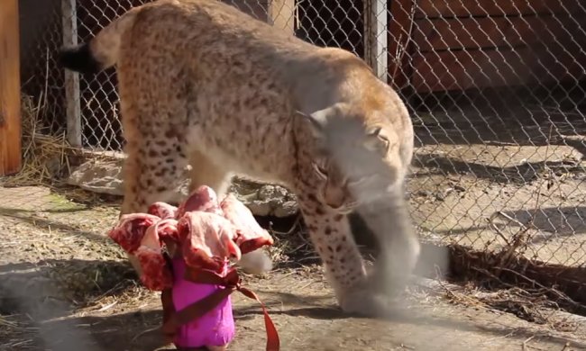 В Харькове животным вручили букеты. Фото: АТН