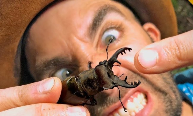 Жуки размером с человеческую голову поражают воображение: фото гигантов