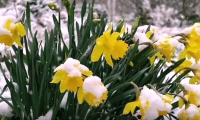 В Украине - снег. Фото: youtube