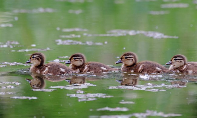 Тысячи украинских водоемов остались без рыб, лягушек и уток, фото - Пикабу