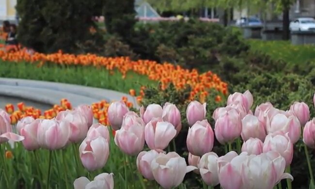 Тюльпани. Фото: скріншот YouTube-відео