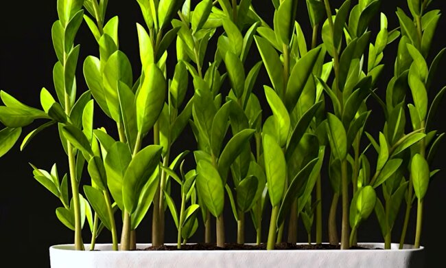 Кімнатні рослини. Фото: YouTube