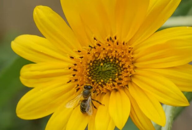 Цветок и пчела. Фото: скриншот YouTube-видео