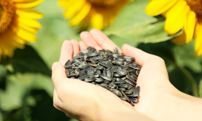 Любителей семечек обрадовали хорошей новостью: мир разрушен