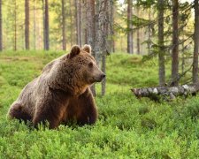 На Камчатке медведь провел охотников и отобрал у них холодильник с пищей