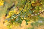 Листя. Фото: скріншот YouTube-відео