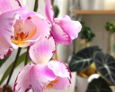 Как реанимировать орхидею без листьев и корней. Фото: YouTube