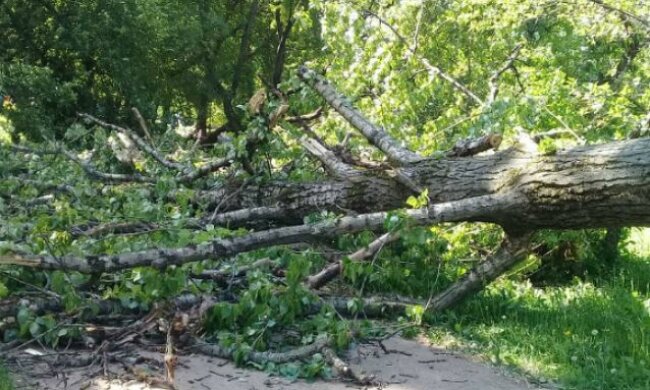 В Киеве деревья валяться на людей, без "скорой" не обошлось: что известно о пострадавших