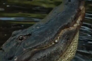 Алігатор. Фото: скріншот YouTube