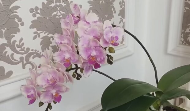 Орхидея. Фото: YouTube