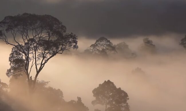 Природа. Фото: скриншот YouTube