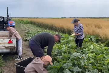 Огород. Фото: скриншот YouTube-видео