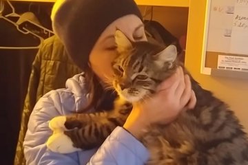 Кошки могут переносить паразитов. Фото: скрин youtube