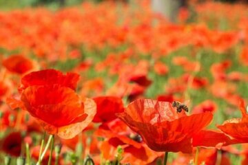 Макове поле. Фото: скріншот Instagram